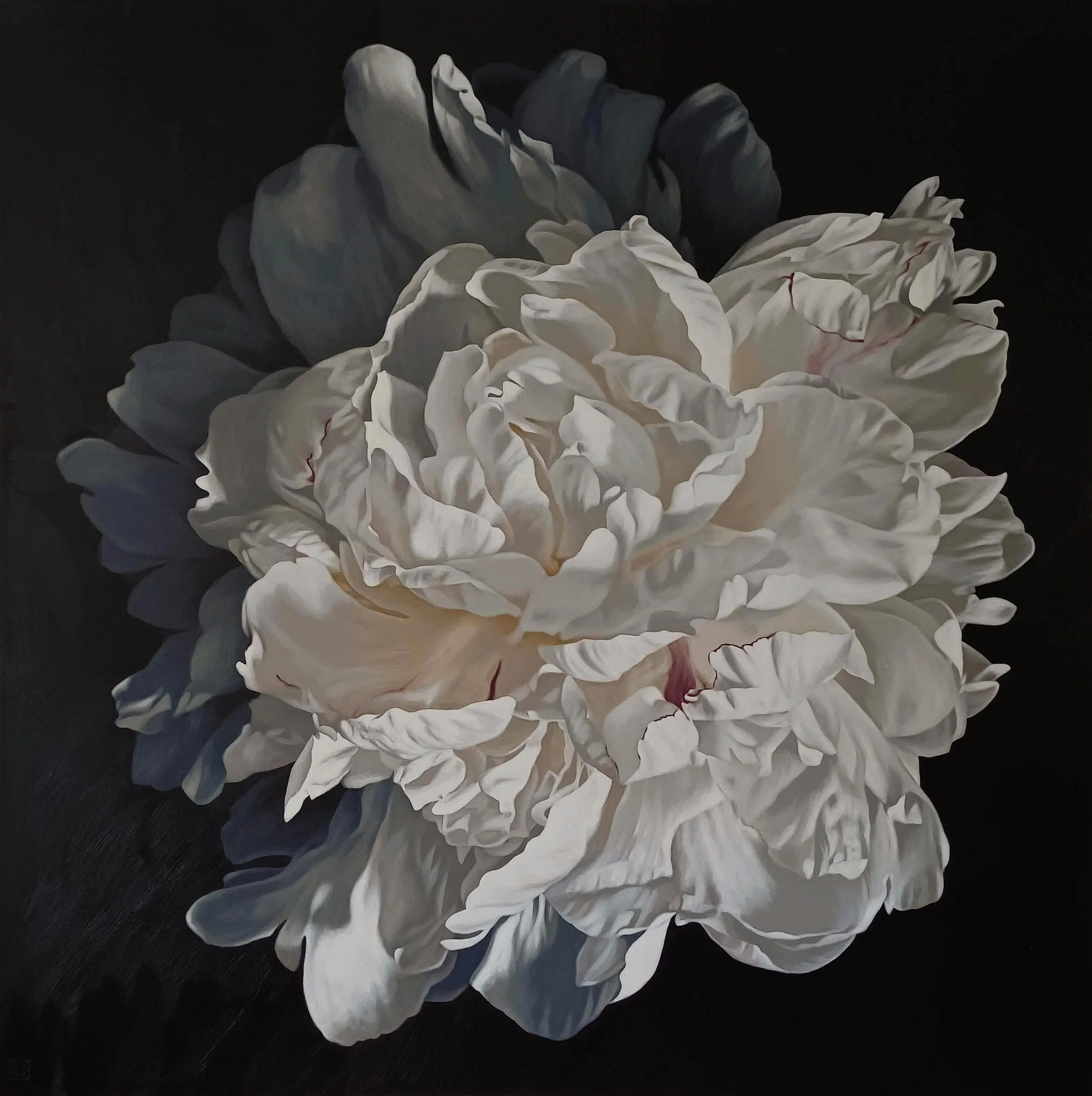 Peony Portrait 0126 153x153cm