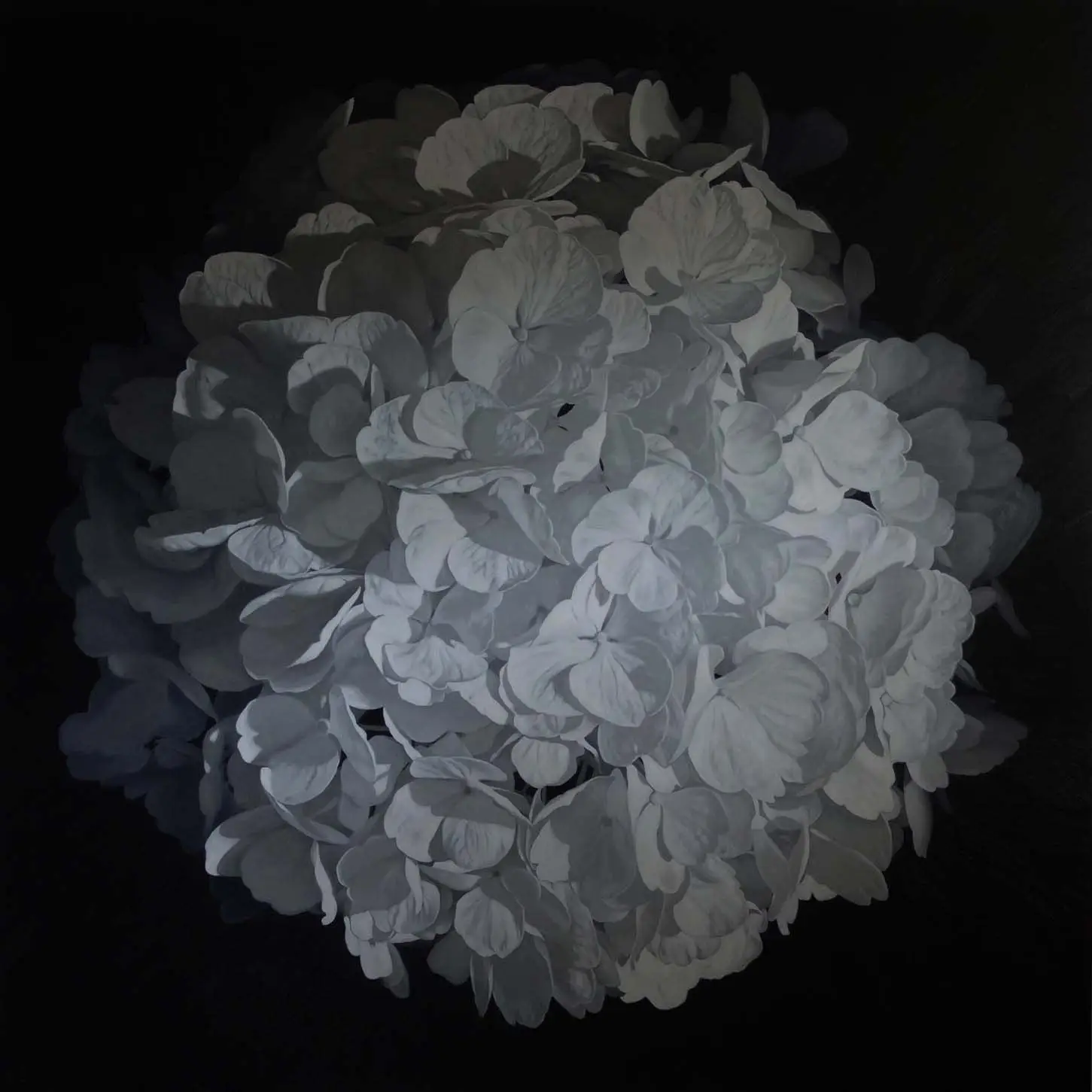 Hydrangea 1625 187x187cm