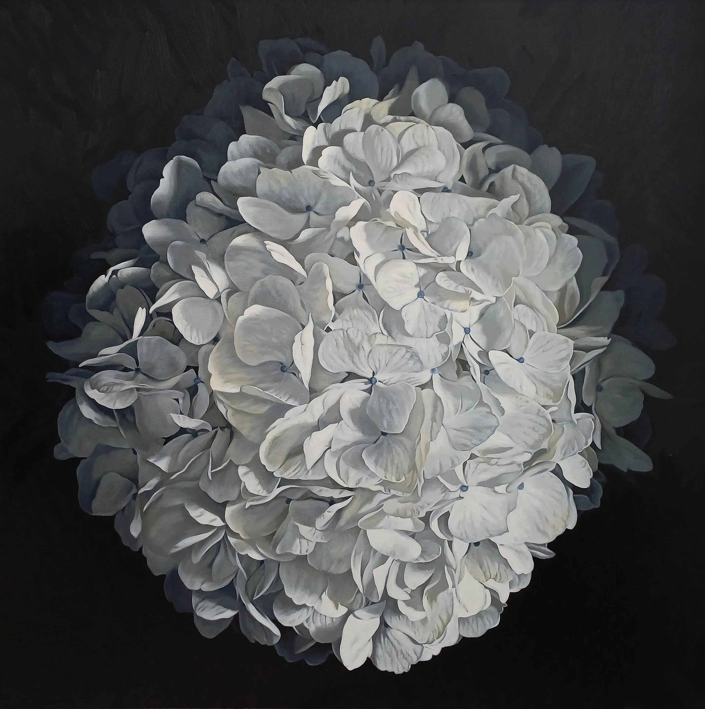 Hydrangea 1426 182x182cm