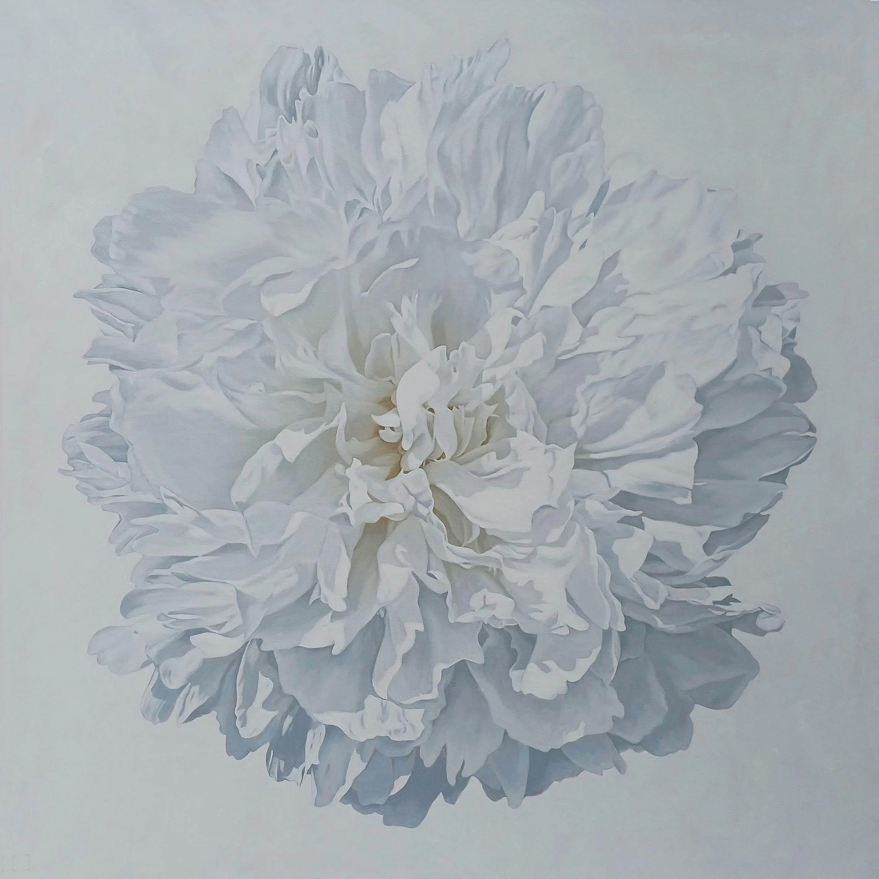 Peony Portrait 1526 153x153cm