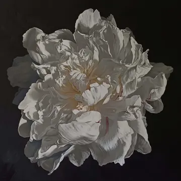 Peony Portrait 0226 153x153cm